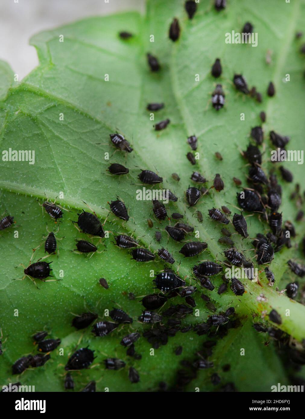 Colonie d'infestation de pucerons du haricot noir sur le dessous de la feuille Banque D'Images