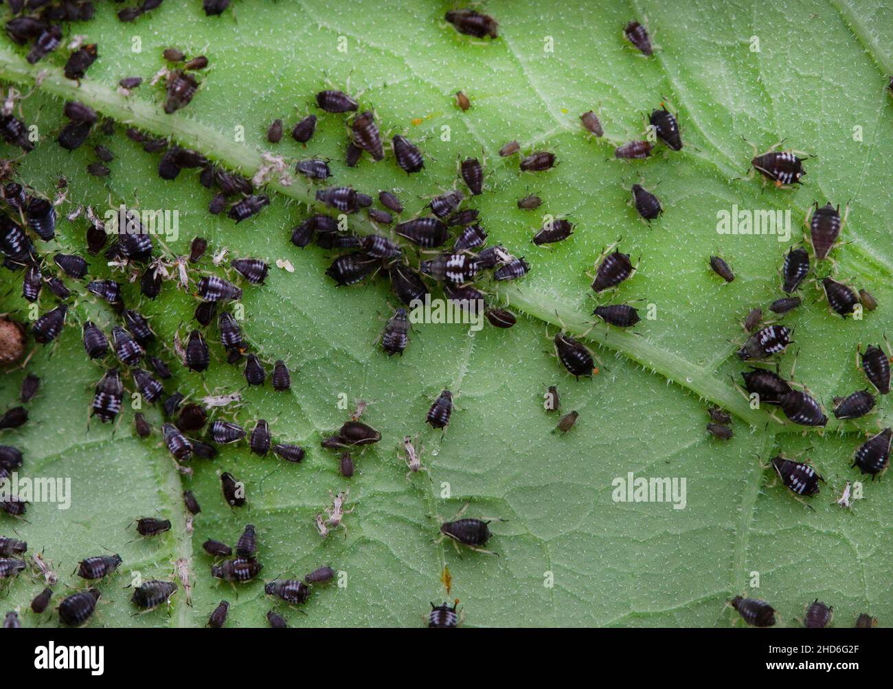 Colonie d'infestation de pucerons du haricot noir sur le dessous de la feuille Banque D'Images