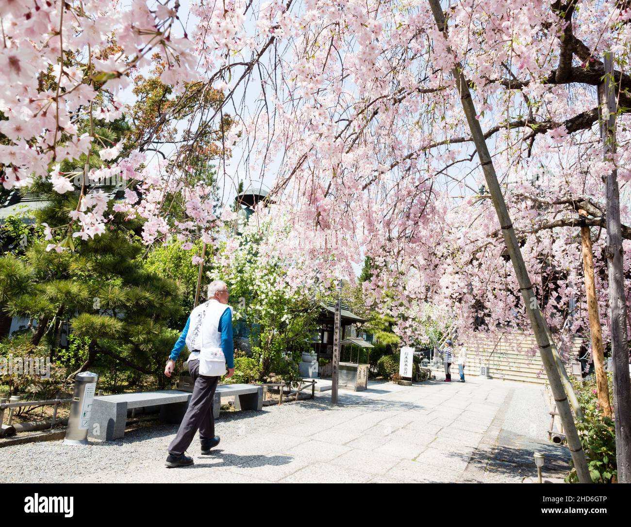 Komatsushima, Japon - 4 avril 2018 : O-henro pèlerin marchant sur les terres de Tatsueji, temple numéro 19 du pèlerinage de Shikoku, pendant la floraison des cerisiers Banque D'Images