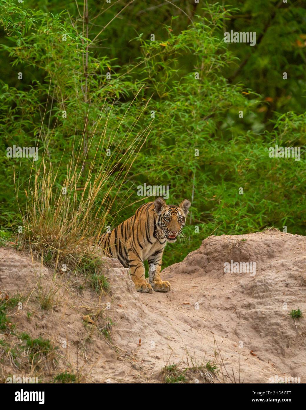 Indian Wild royal bengal mâle Tiger cub portrait dans fond vert naturel pendant le safari dans la jungle ou conduire dans la forêt de l'état de tigre de l'inde Banque D'Images