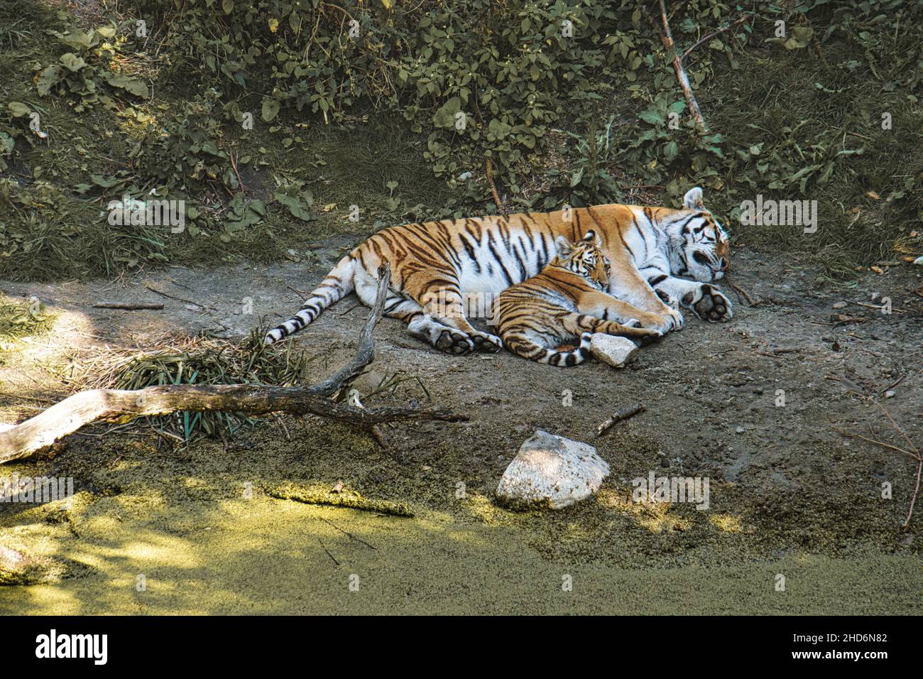 mère de tigre de sibérie avec son cub allongé sur un pré. puissant chat prédateur.Le plus grand chat du monde et menacé d'extinction Banque D'Images