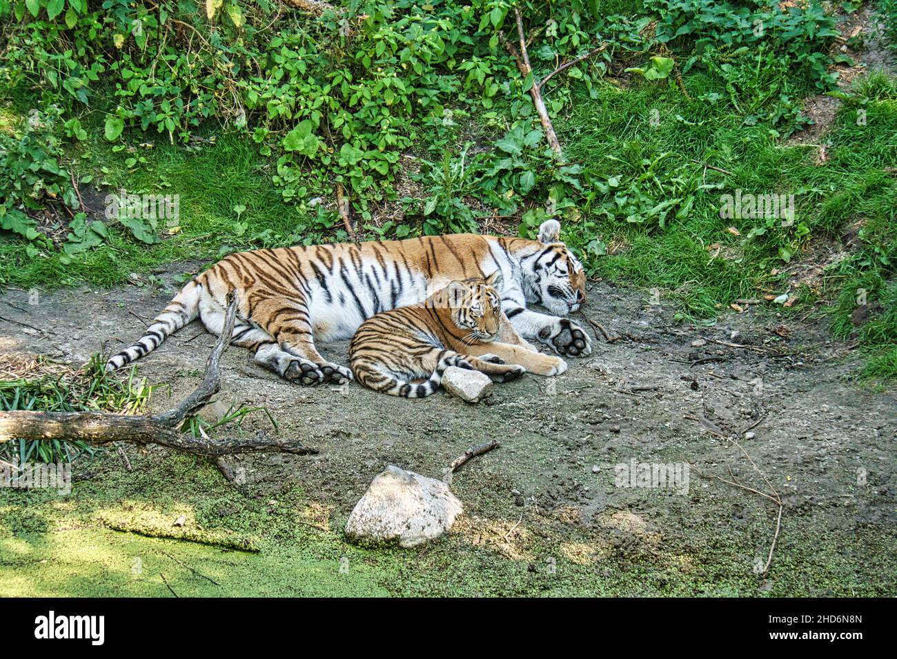 mère de tigre de sibérie avec son cub allongé sur un pré. puissant chat prédateur.Le plus grand chat du monde et menacé d'extinction Banque D'Images