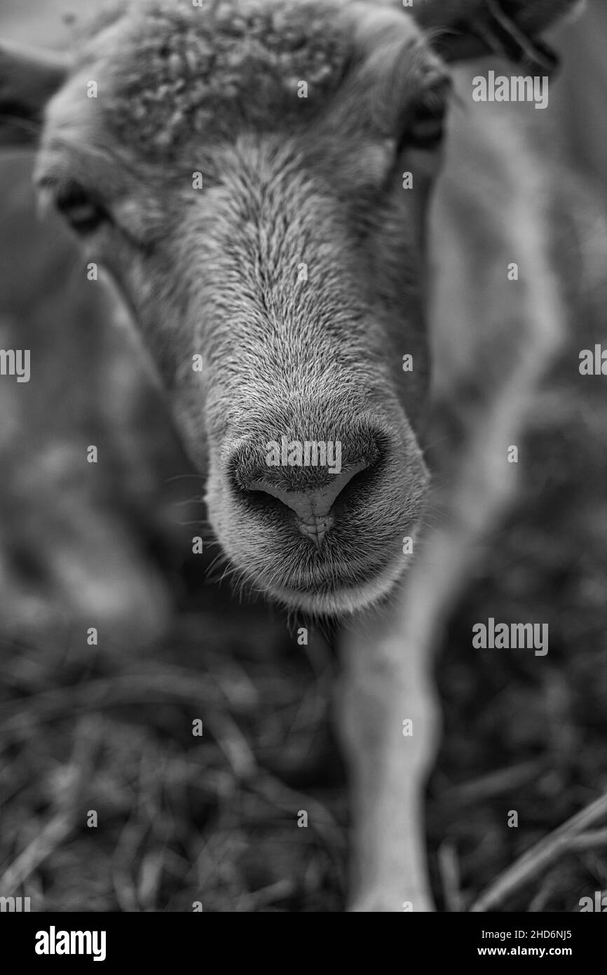 mouflons drôles pris avec le contact des yeux à l'observateur. baiser me dit la pose. pris dans le brandebourg Banque D'Images