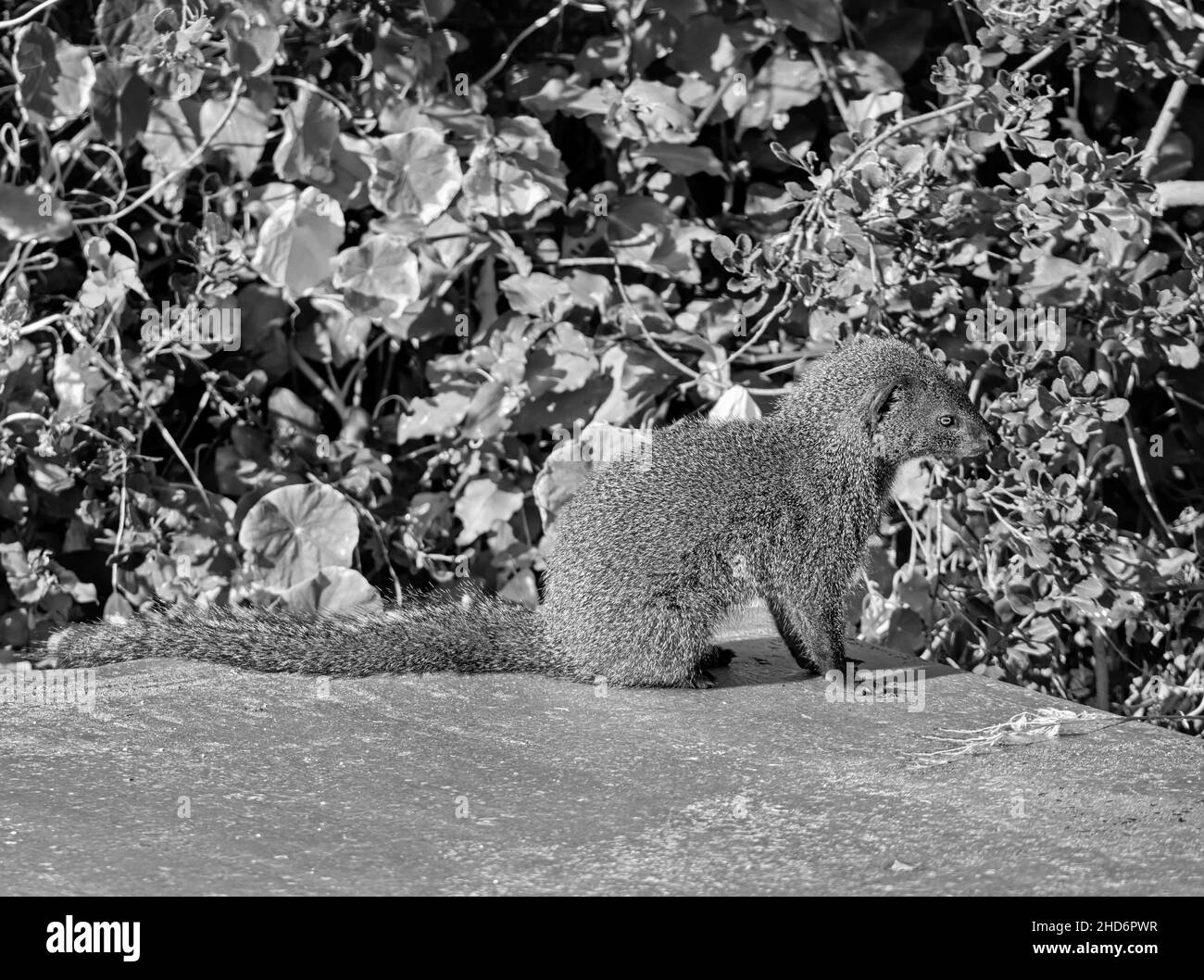 Une Mongoose Cape Grey sur un toit dans un jardin du Cap Sud Banque D'Images
