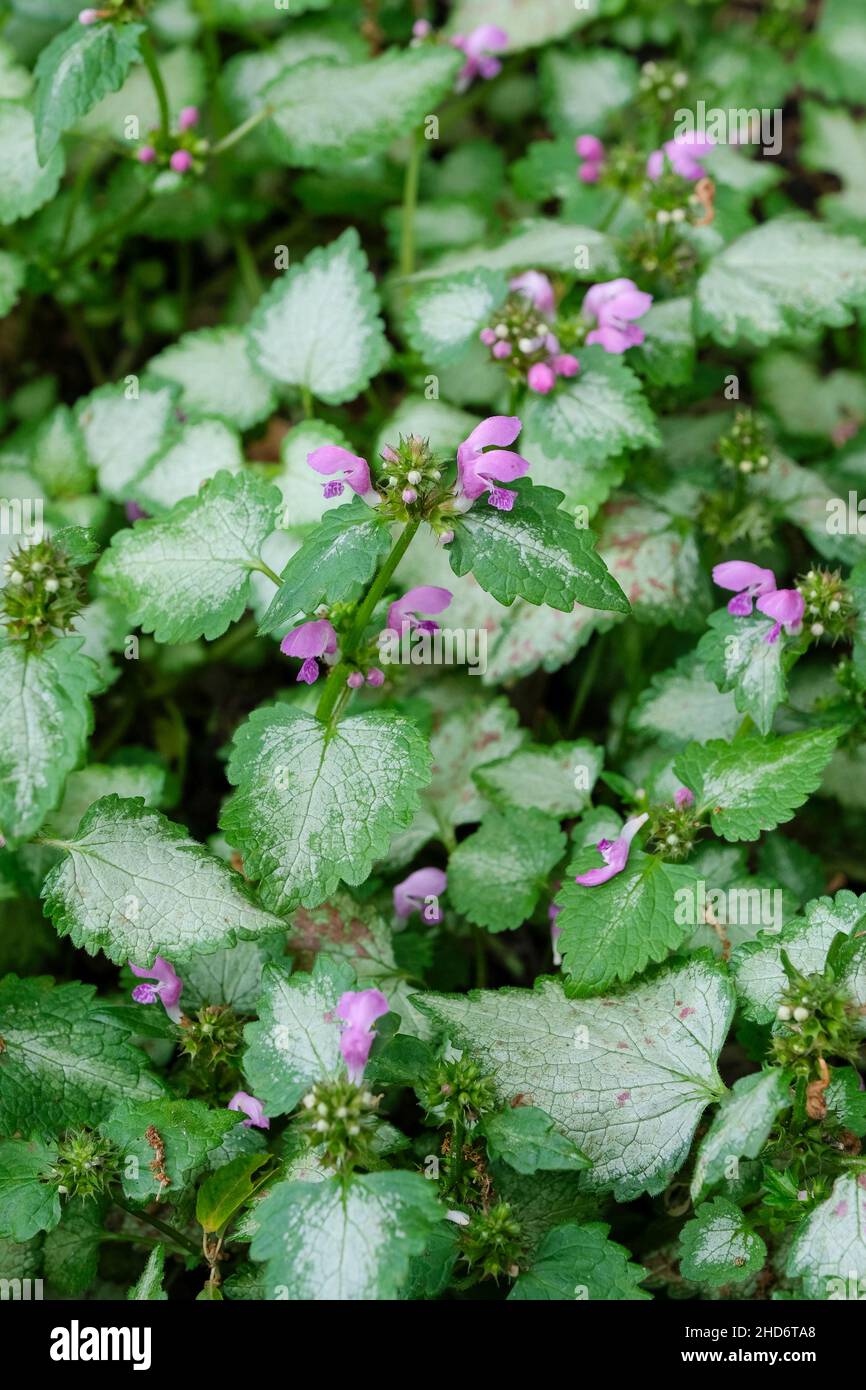 Lamium maculatum 'Beacon Silver', l'ortie morte tachetée 'Beacon Silver', l'ortie morte tachetée 'Beacon Silver', le trèfle Devils, l'ortie Devils Banque D'Images