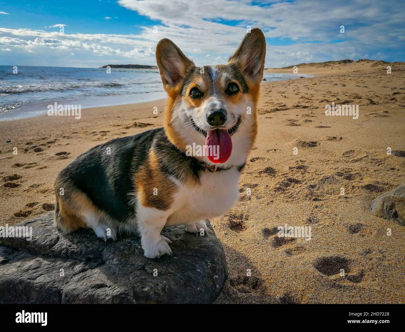 Mignon Pembroke gallois Corgi sur le sable de la plage Banque D'Images