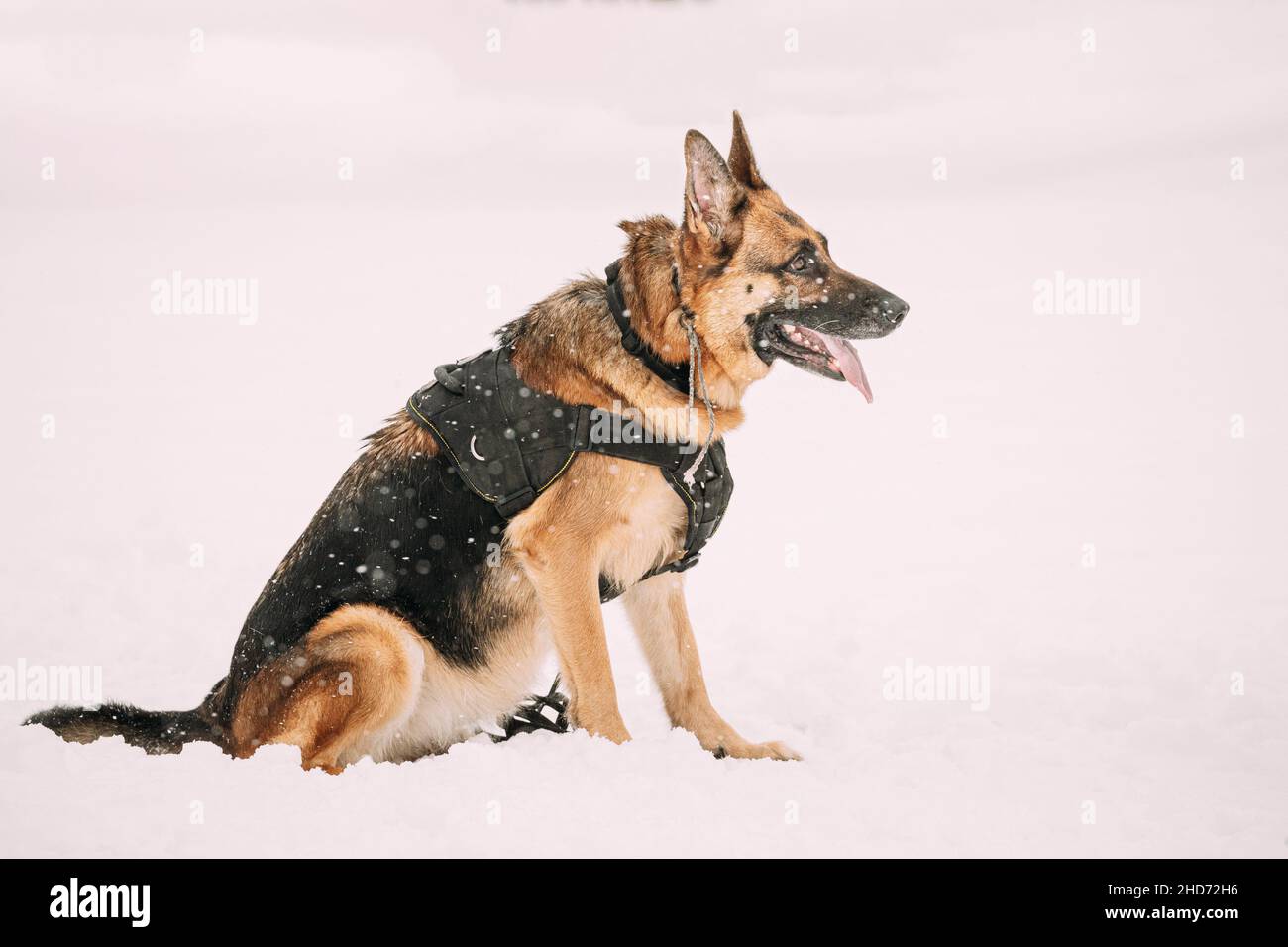 Chien de berger allemand de race pure en tenue spéciale assis sur la neige pendant l'entraînement.Chien de loup alsacien.Hiver Snowy Day. Banque D'Images