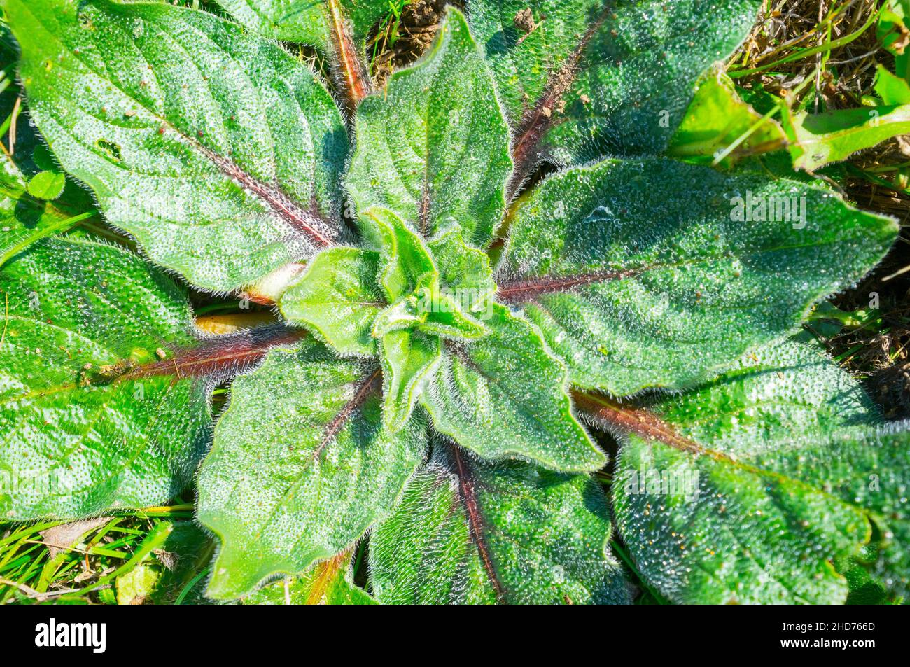Echium plantagineum, plante sauvage de surface au stade de rosette sans tige.Vue aérienne. Banque D'Images