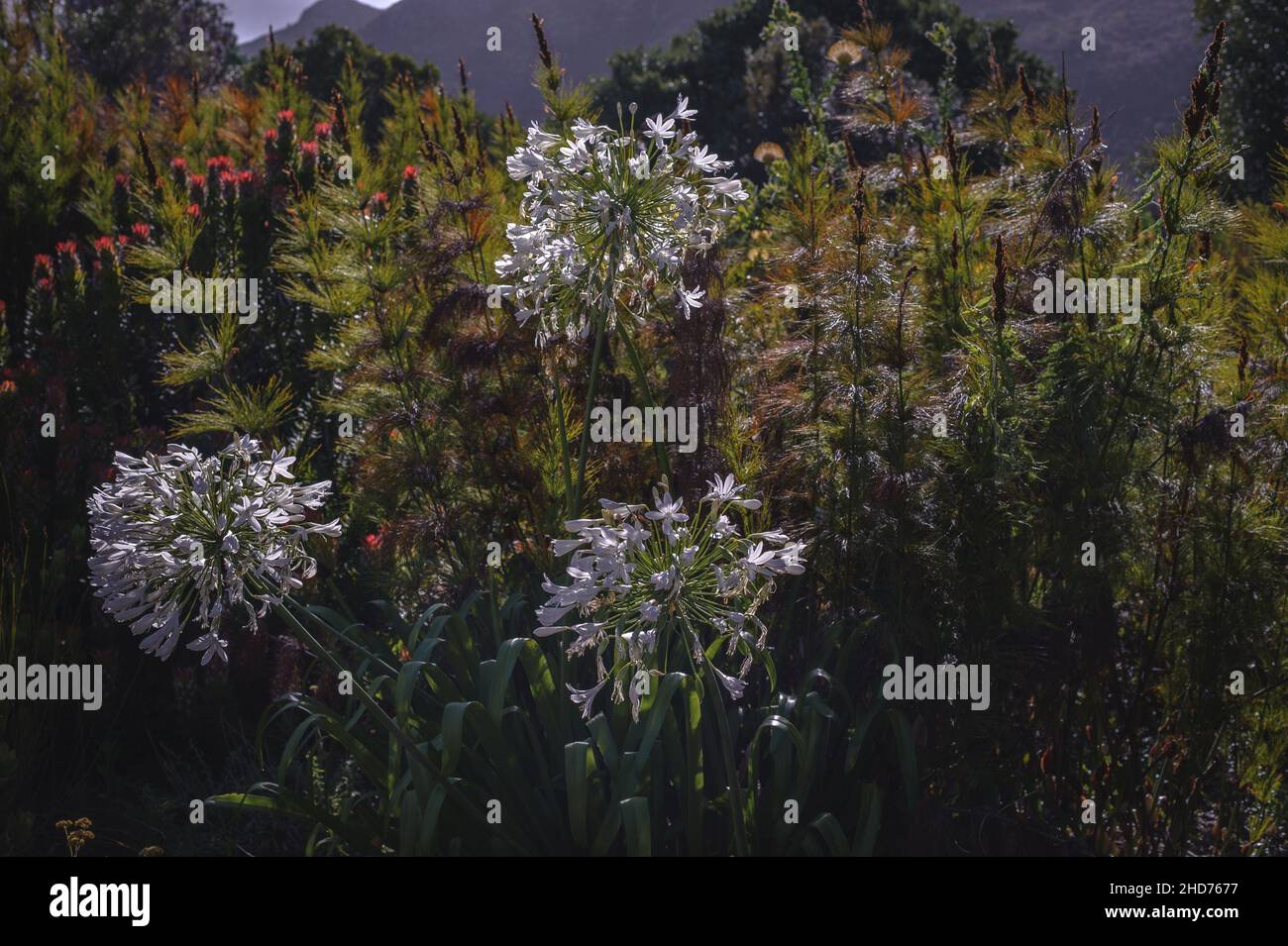 Les jardins Kirstensbosch du Cap sont le sommet d'un réseau de jardins de conservation en Afrique du Sud protégeant les espèces indigènes et autres Banque D'Images