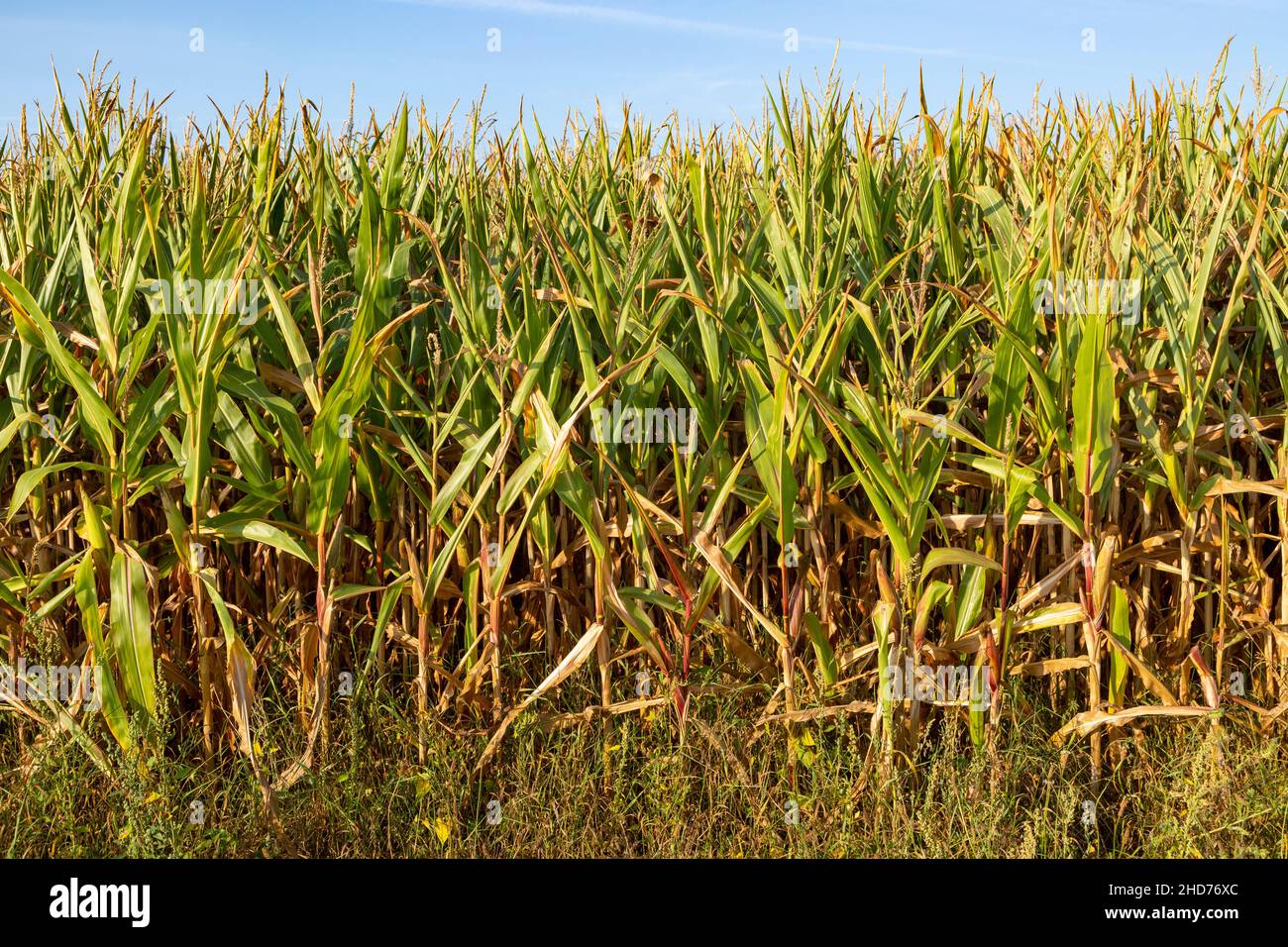 Vue latérale des plants de maïs sucré poussant dans un champ, Suffolk, Angleterre, Royaume-Uni Banque D'Images