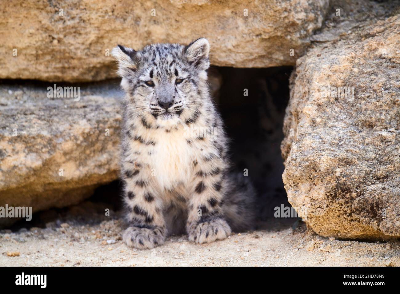 Léopard des neiges (Panthera uncia) bébé de 3 mois, captif.Bioparc Doué la Fontaine, France. Banque D'Images