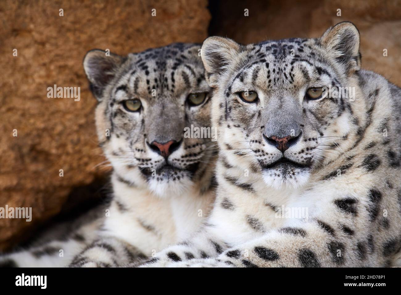 Paire de léopards de neige (Panthera uncia) reposant sur la roche, captive.Bioparc Doué la Fontaine, France. Banque D'Images