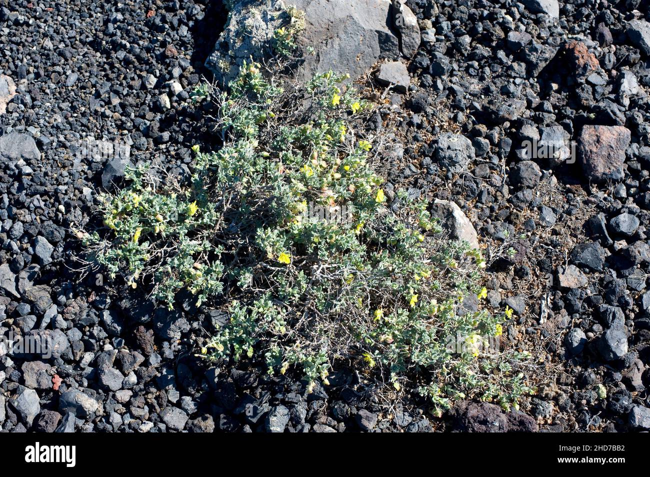 Turmero ou jarilla turmera (Helianthemum canariense) est un arbuste prostrate originaire des îles Canaries et du nord-ouest de l'Afrique.Cette photo a été prise dans Banque D'Images