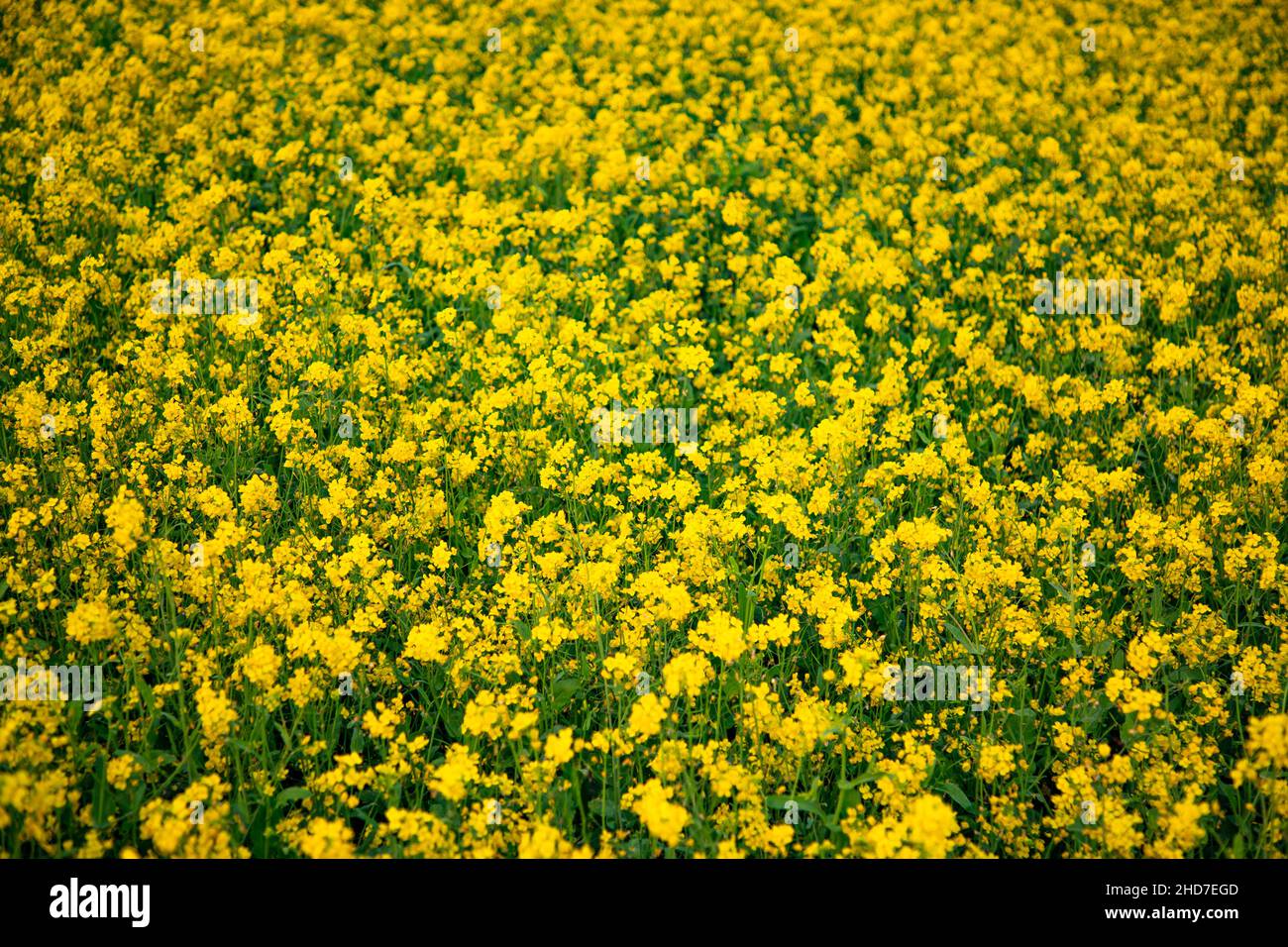 Fleur moutarde fleurs magnifique paysage dans le champ. Banque D'Images