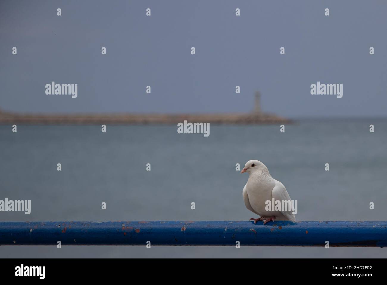 Oiseau solitaire sur une clôture au bord de la mer Banque D'Images