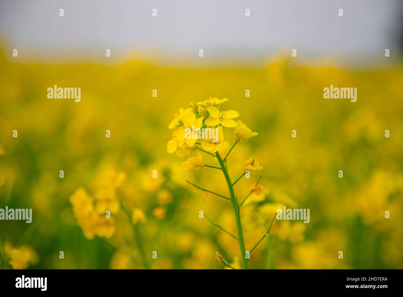 Gros plan une fleur de moutarde jaune avec arrière-plan flou vue naturelle. Banque D'Images