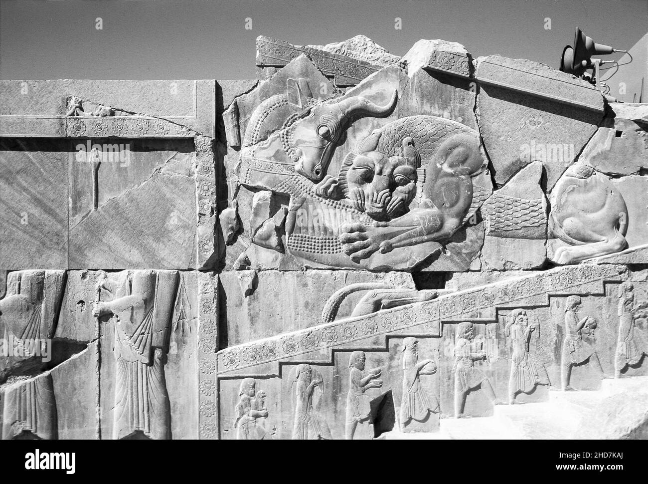 Bas-relief d'un lion attaquant un taureau à l'ancienne capitale persane des Achaéménides de Persepolis (aujourd'hui Takht-e Jamshid, au nord de Shiraz) Banque D'Images