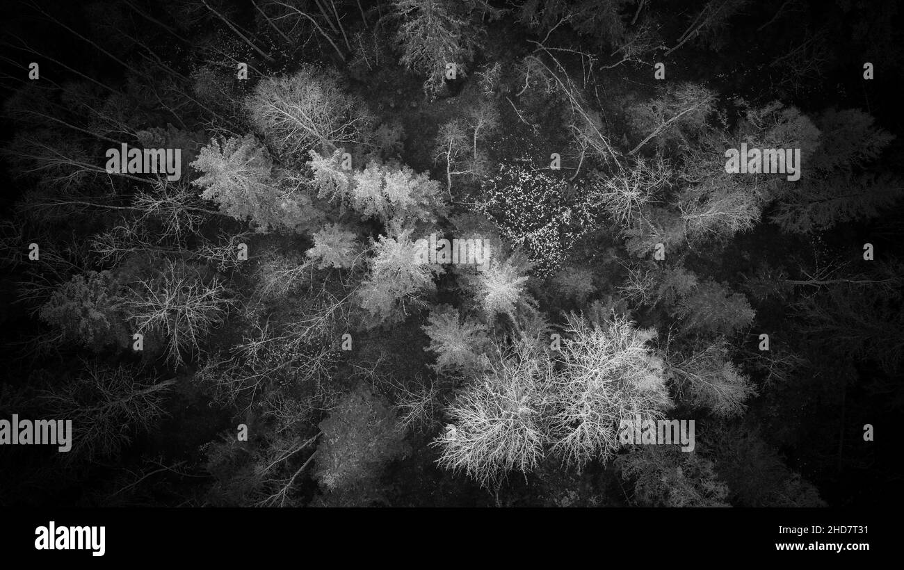 Vue de drone sur le bois en Scandinavie Suède Stockholm en noir et blanc.Photo de haute qualité Banque D'Images