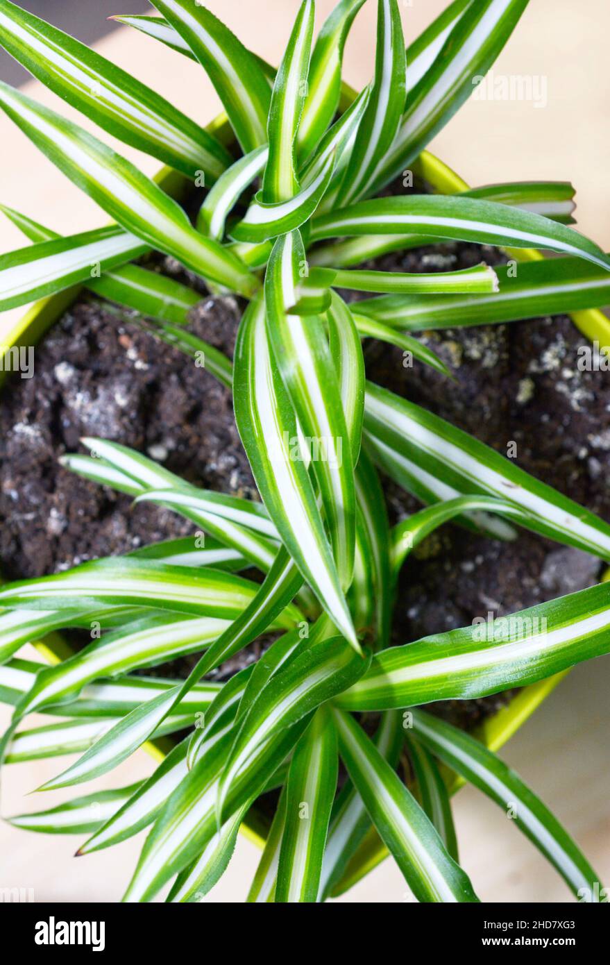 Chlorophytum comosum plante dans le jardin de la maison de près Banque D'Images