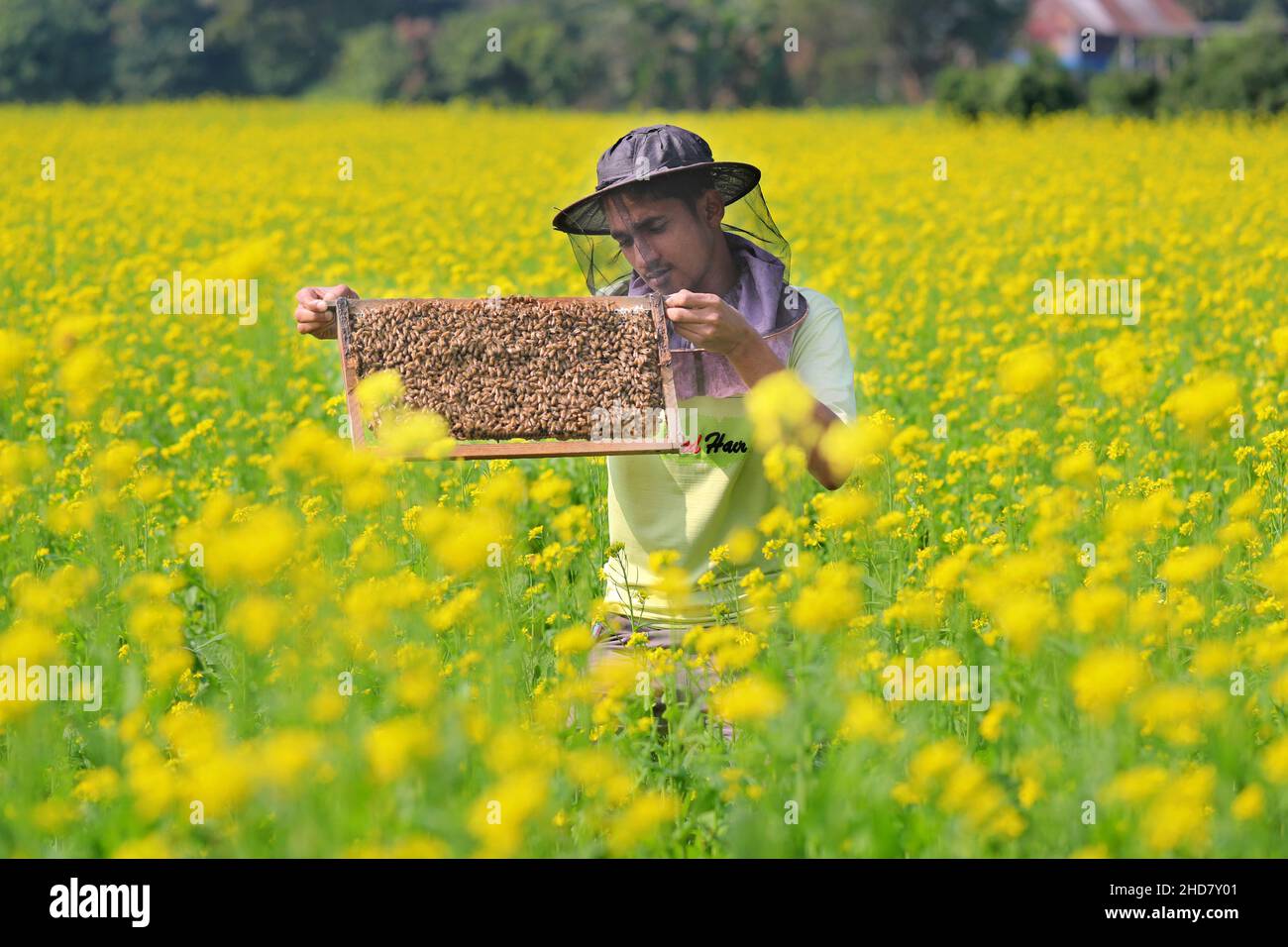 Le domaine est maintenant dans le domaine de la collecte du miel.Le champ après le champ est rempli de couleur jaune.Moutarde d'hiver à grains dorés Dhaka Bangladesh Banque D'Images