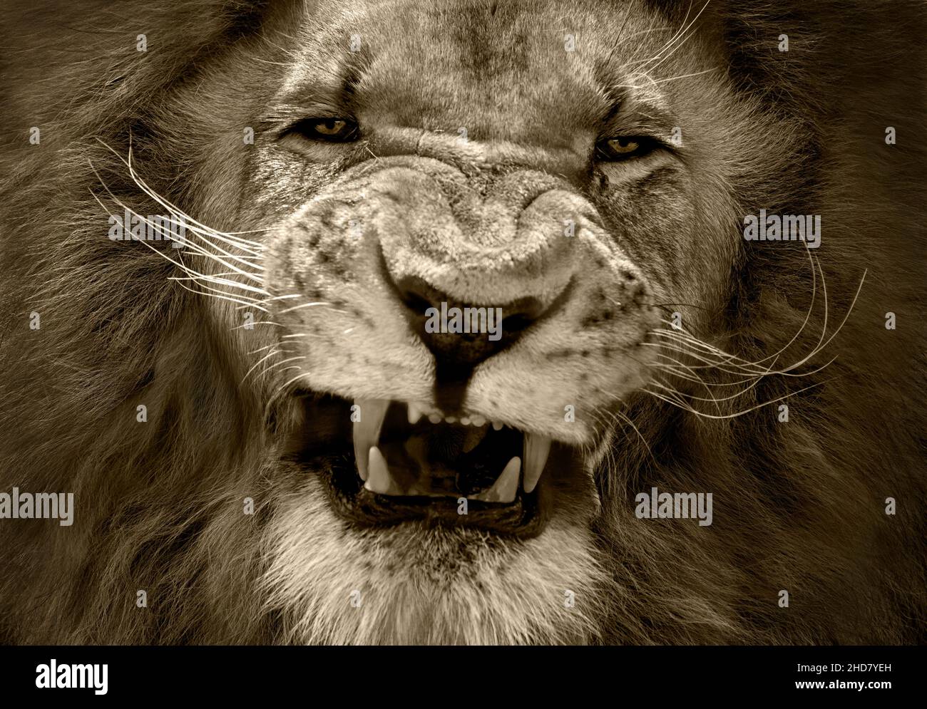 Gros plan d'un lion mâle très agressif.Conversion de toning Serengeti. Banque D'Images