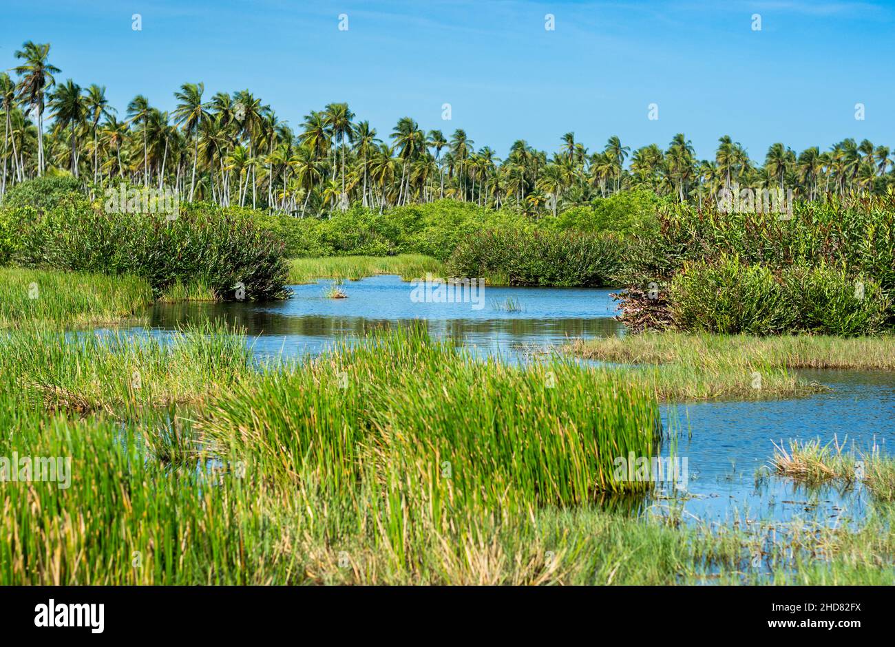 Zones humides tropicales avec roseaux colorés et cocotiers à Icacos, Trinidad dans les Caraïbes. Banque D'Images