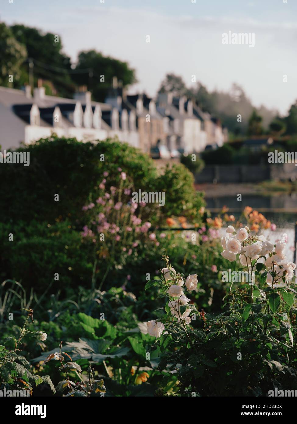 L'été tempéré microclimat cottage paysage de jardin de Plockton et Loch Carron à Lochalsh, Wester Ross, West Highlands Ecosse Royaume-Uni Banque D'Images