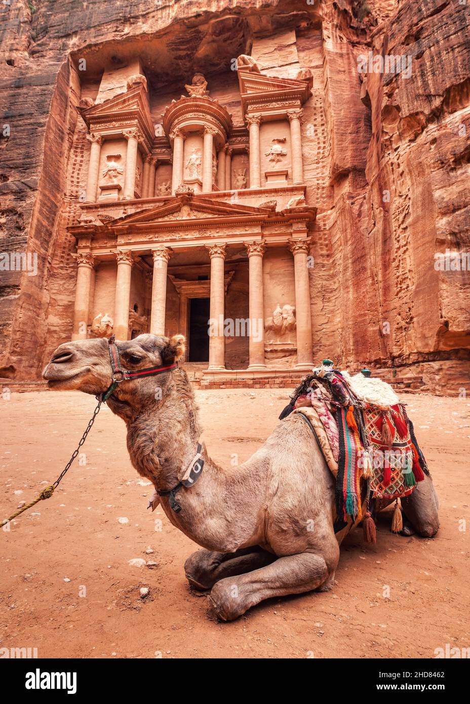 Chameau se reposant devant le temple principal (Al-Khazneh - Trésor) à Petra, en Jordanie.Les animaux sont utilisés pour les touristes Banque D'Images