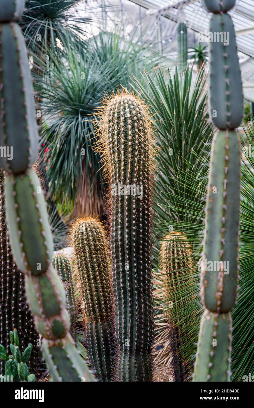 Cactus, Princess of Wales Conservatory, Kew Garden, Londres, Angleterre, Royaume-Uni Banque D'Images