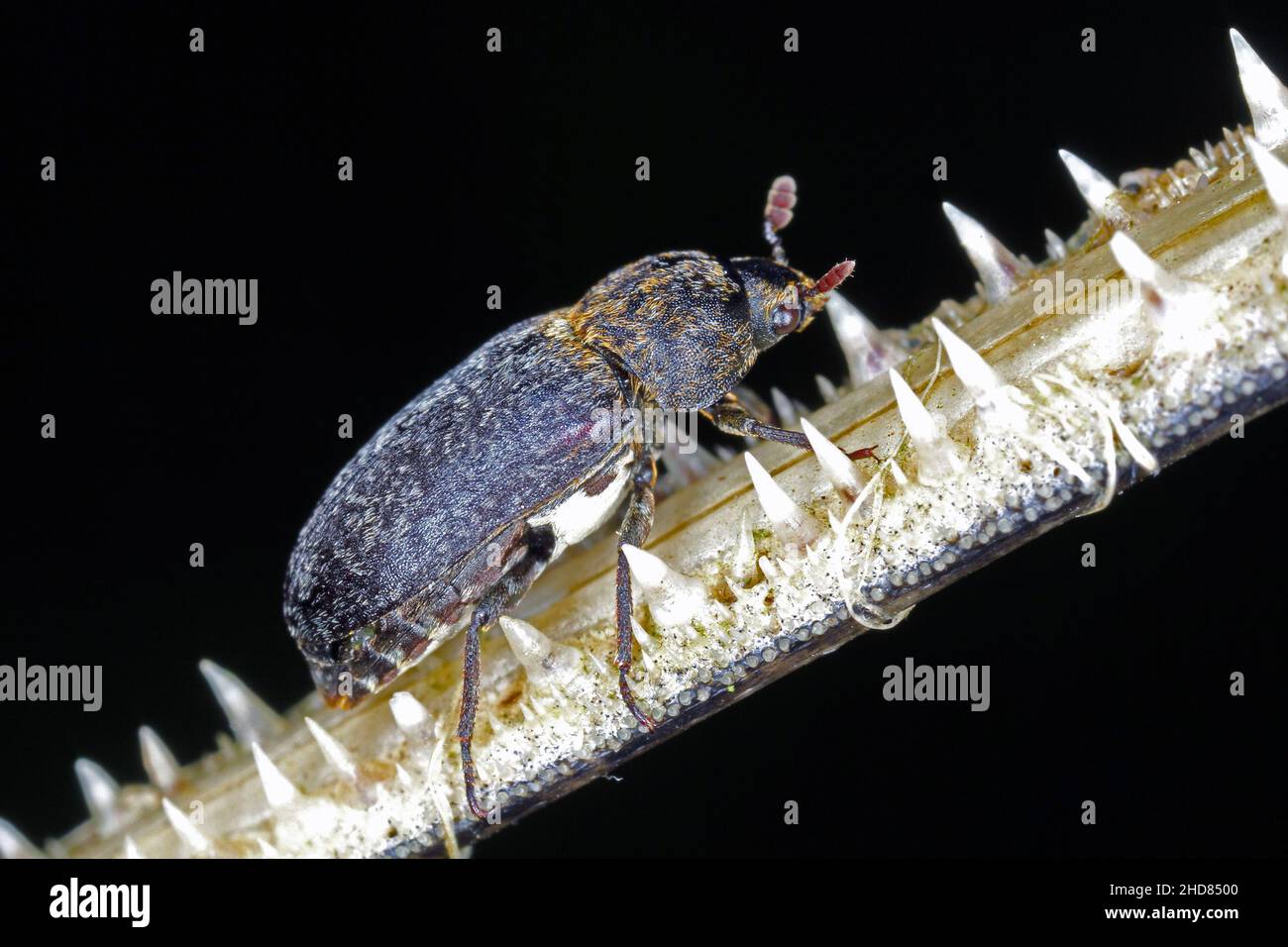 Dermestes undulatus est une espèce de dendroctone du tapis de la famille des Dermestidae.Coléoptère sur les poissons morts. Banque D'Images