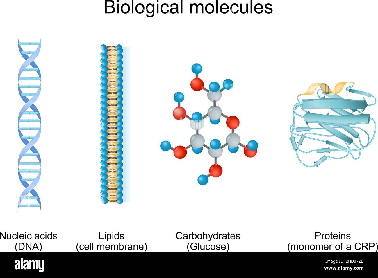 la biomolécule est une molécule présente dans les organismes vivants.Types de molécules biologiques : glucides, lipides, acides nucléiques et protéines Illustration de Vecteur
