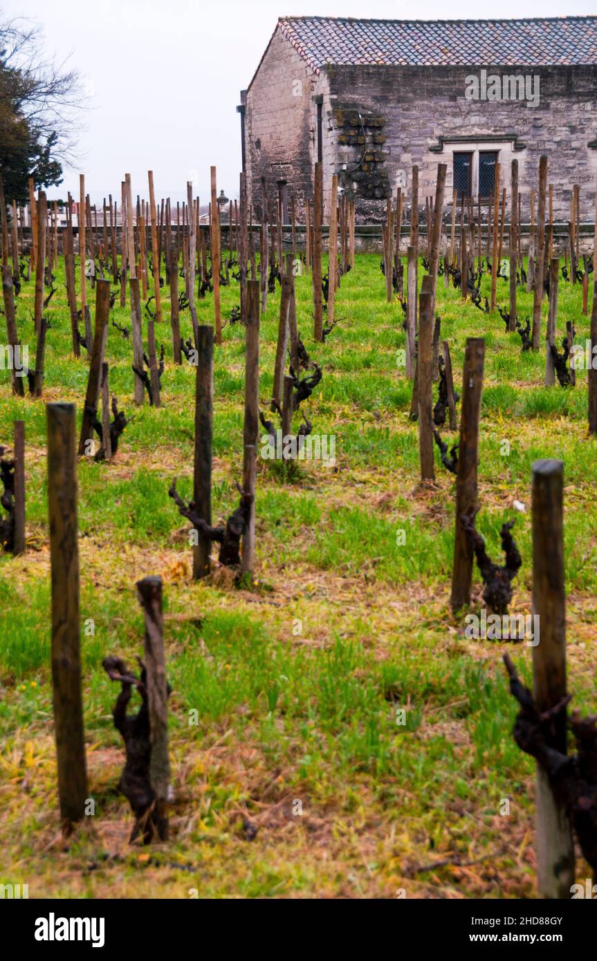 Vignoble des Côte du Rhône dans le jardin des Doms petit parc à Avignon, France. Banque D'Images
