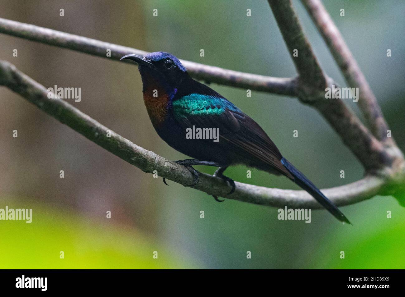 (220104) -- SINGAPOUR, le 4 janvier 2022 (Xinhua) -- Un sunbird à gorge cuivrée est vu dans la réserve de Sungei Buloh de Singapour le 4 janvier 2022.(Photo de Then Chih Wey/Xinhua) Banque D'Images