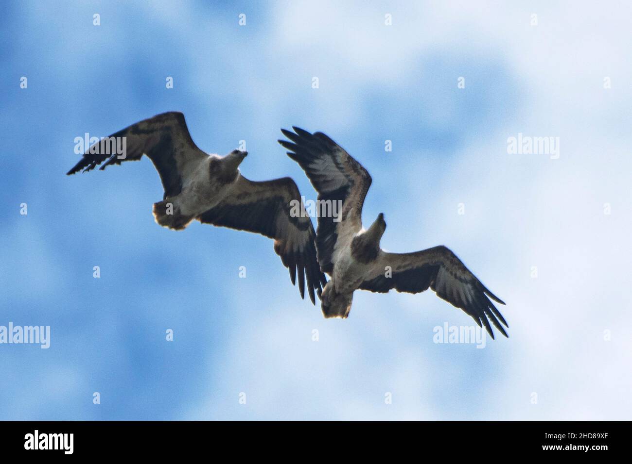 (220104) -- SINGAPOUR, le 4 janvier 2022 (Xinhua) -- des aigles de mer à ventre blanc volent dans la réserve de Sungei Buloh Wetland de Singapour le 4 janvier 2022.(Photo de Then Chih Wey/Xinhua) Banque D'Images