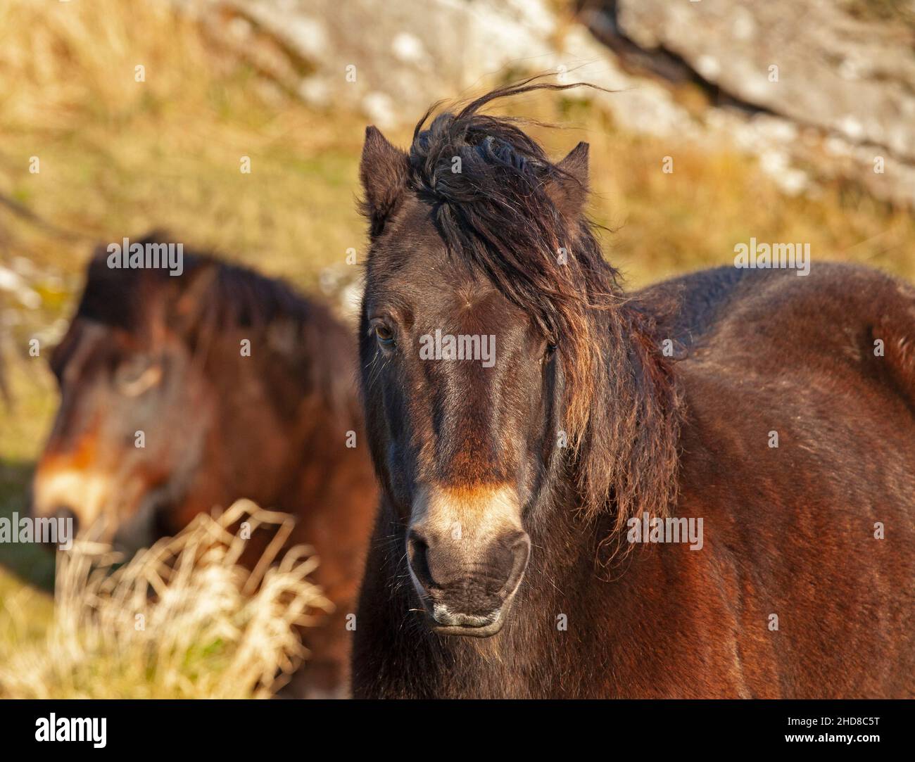 Tratrain Law, East Lothian, Écosse, Royaume-Uni.4th janvier 2022.La loi abrite 12 poneys Exmoor,Qui y sont déjà grasés depuis 2011, après des mois les poneys profitent à nouveau de la liberté de pâturage sur le sommet comme à la fin de 2021, la porte sud-ouest a été ouverte pour leur permettre d'accéder librement à leur vieux sol de stomie avec des vues sur l'est Lothian.Les poneys ont été introduits à l'origine à Tratrain pour des raisons de conservation, y compris la lutte contre les feux sauvages dus à de longues herbes en été.Blanc d'archiche Banque D'Images