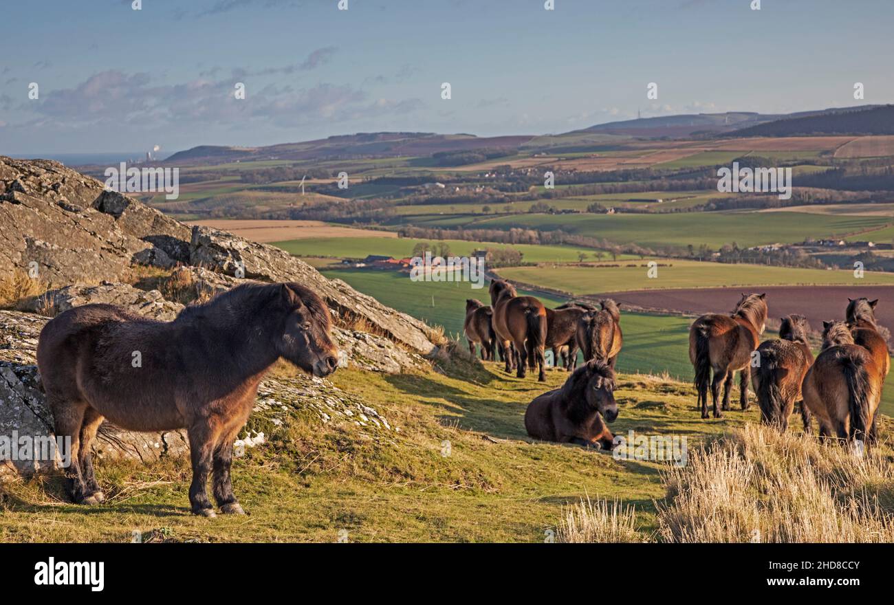 Tratrain Law, East Lothian, Écosse, Royaume-Uni.4th janvier 2022.La loi abrite 12 poneys Exmoor,Qui y sont déjà grasés depuis 2011, après des mois les poneys profitent à nouveau de la liberté de pâturage sur le sommet comme à la fin de 2021, la porte sud-ouest a été ouverte pour leur permettre d'accéder librement à leur vieux sol de stomie avec des vues sur l'est Lothian.Les poneys ont été introduits à l'origine à Tratrain pour des raisons de conservation, y compris la lutte contre les feux sauvages dus à de longues herbes en été.Blanc d'archiche Banque D'Images