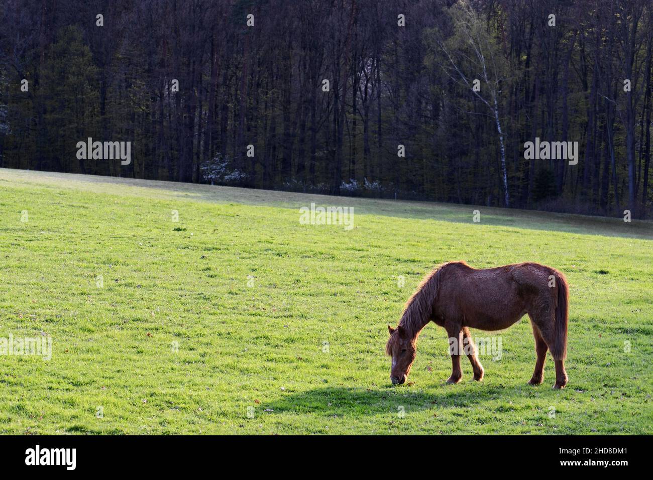Le cheval - Equus ferus cabalus, grand animal domestique populaire sur les pâturages, Zlin, République Tchèque. Banque D'Images