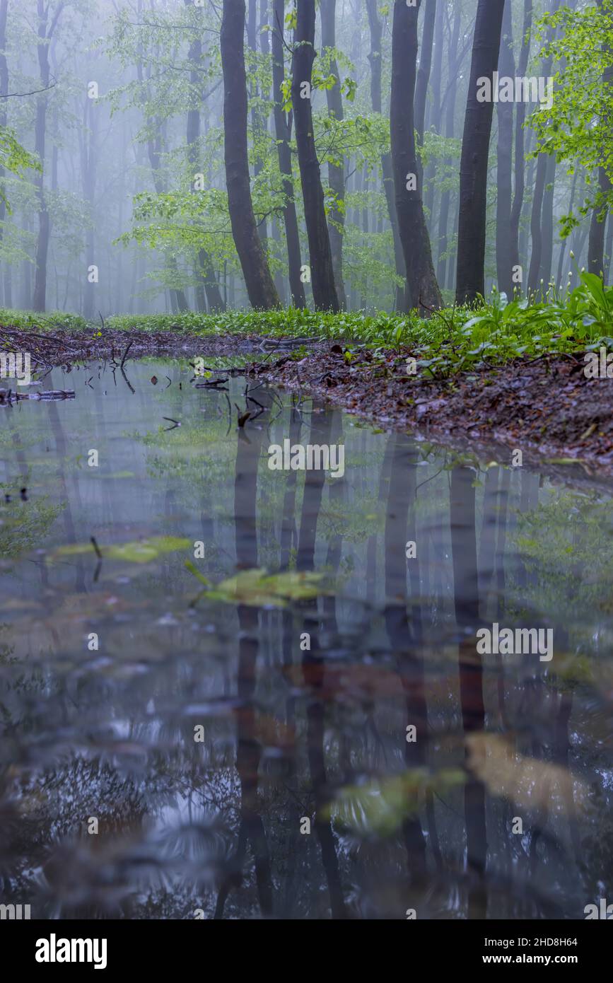 Forêt de hêtre de printemps dans les Carpates blanches, Moravie du Sud, République tchèque Banque D'Images