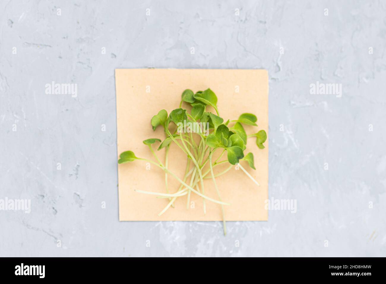 Plan de dessus de plan de plan de l'arugula fraîche microgreens sur fond de béton gris.Un mode de vie sain.Pousses en croissance.Concept de vie verte.Aliments biologiques. Banque D'Images