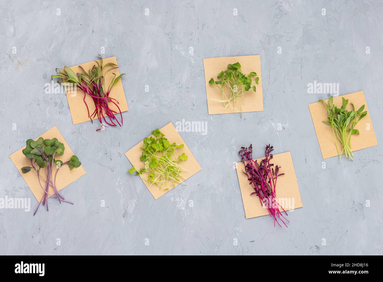 Plan de dessus plat de l'assortiment de microverts sur fond de béton gris.Betterave fraîche, chou rouge, céleri, arugula, coriandre,amaranth.En bonne santé Banque D'Images