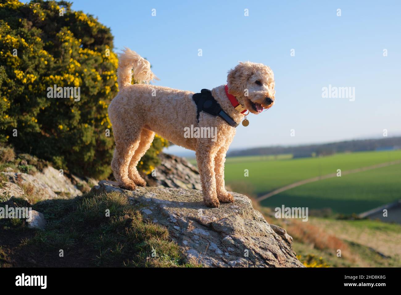 Chien de Cockapoo debout sur un sol rocheux au soleil Banque D'Images