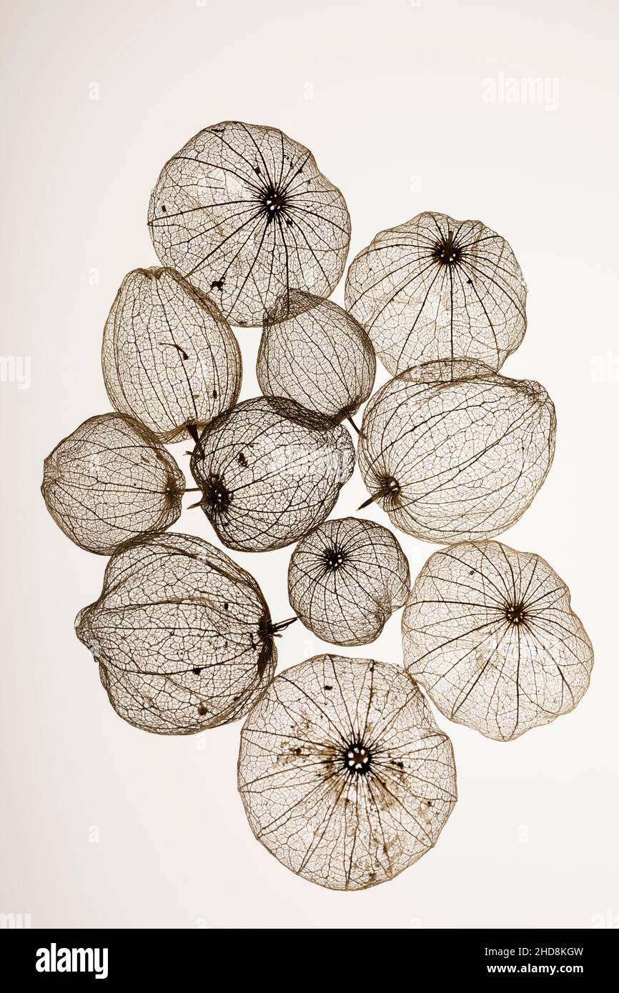 coquillages de tomatillos fruit photographiés sur un fond blanc uni montrant la transparence des coquillages Banque D'Images