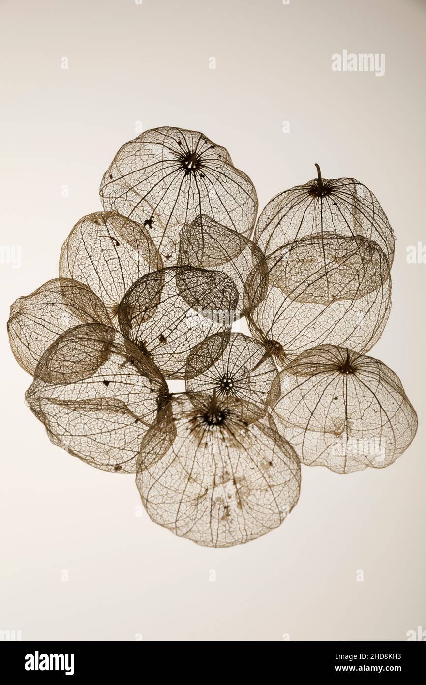 coquillages de tomatillos fruit photographiés sur un fond blanc uni montrant la transparence des coquillages Banque D'Images