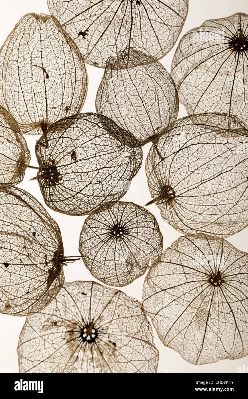 coquillages de tomatillos fruit photographiés sur un fond blanc uni montrant la transparence des coquillages Banque D'Images