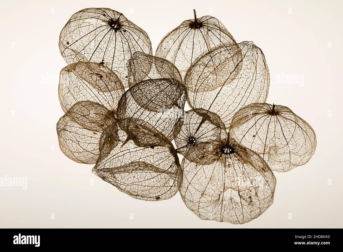 coquillages de tomatillos fruit photographiés sur un fond blanc uni montrant la transparence des coquillages Banque D'Images