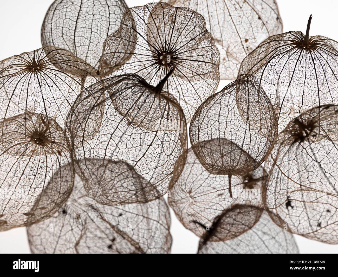 coquillages de tomatillos fruit photographiés sur un fond blanc uni montrant la transparence des coquillages Banque D'Images