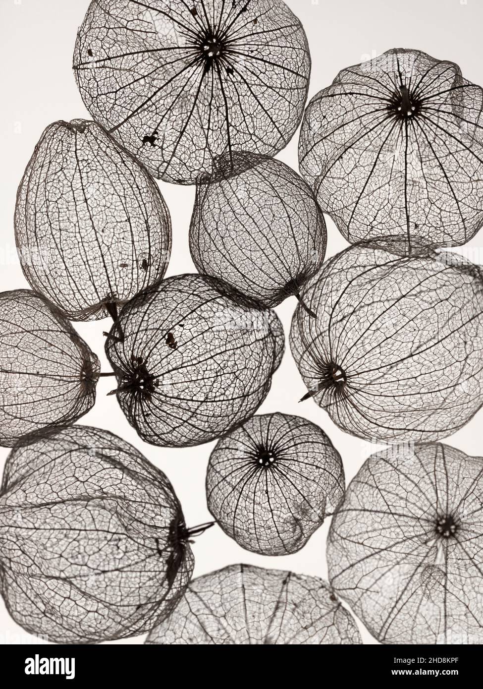 coquillages de tomatillos fruit photographiés sur un fond blanc uni montrant la transparence des coquillages Banque D'Images