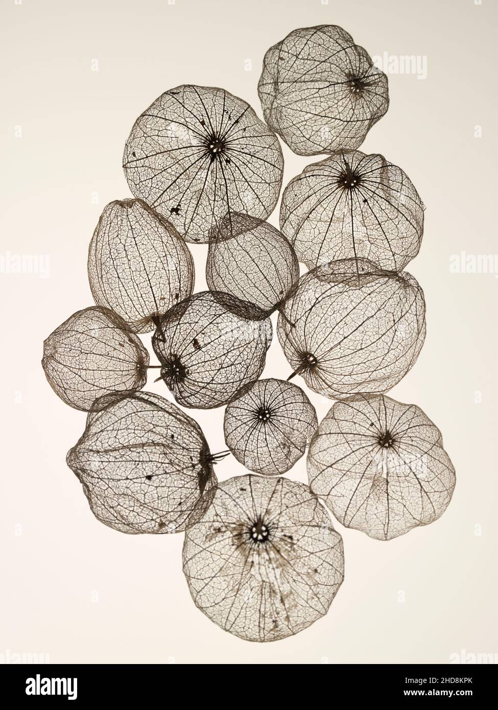 coquillages de tomatillos fruit photographiés sur un fond blanc uni montrant la transparence des coquillages Banque D'Images