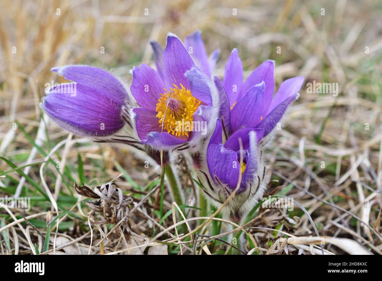 Pulsatilla grandis, la plus grande fleur de pasque Banque D'Images