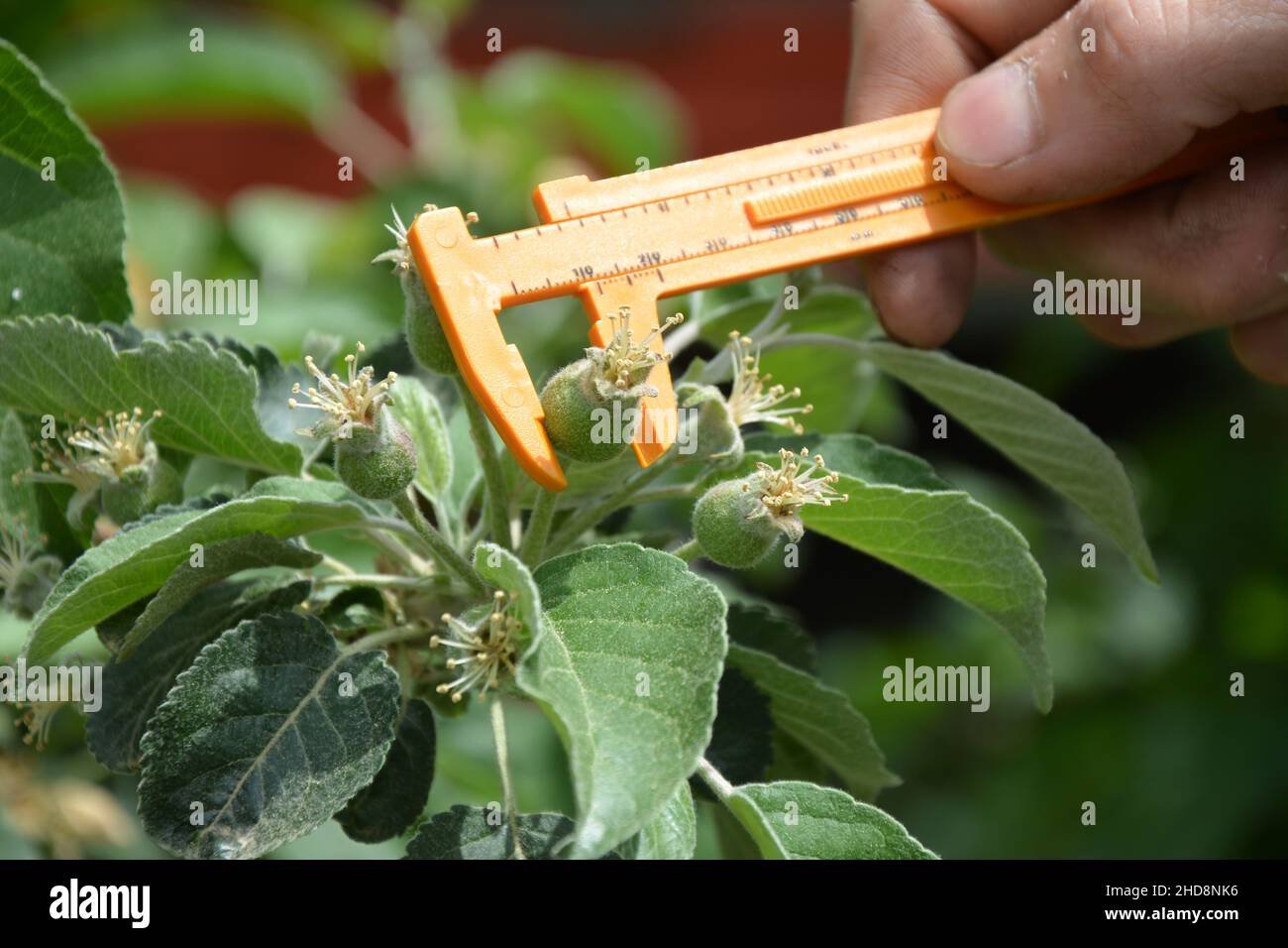 La taille des pommes est mesurée en mai afin de trouver le meilleur moment pour l'éclaircie et ainsi augmenter la taille et la qualité. Banque D'Images